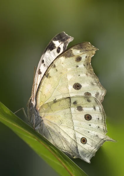 Schmetterling Insekt Mit Flügeln — Stockfoto