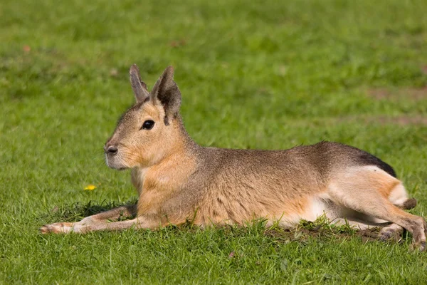 Söta Känguru Djur Australiska Däggdjur — Stockfoto