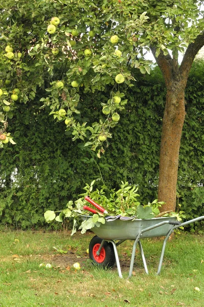 Maçã Árvore Ramos Plantas Naturais — Fotografia de Stock