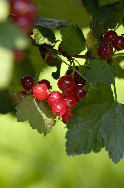 Red Currants Berries Sour Fruits — Stock Photo, Image