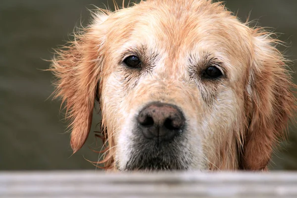 Cucciolo Cane Liguu200B Liguu200Beyes — Foto Stock