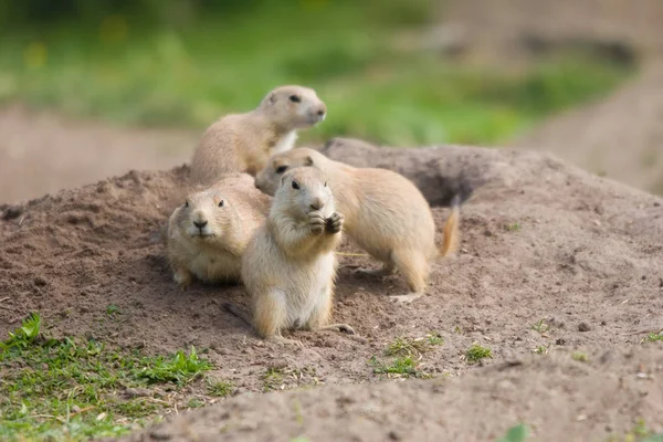 Gros Plan Des Jeunes Chiens Prairie — Photo