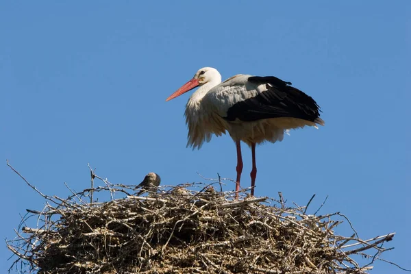 Stork Con Pollos Ciconia Ciconia — Foto de Stock