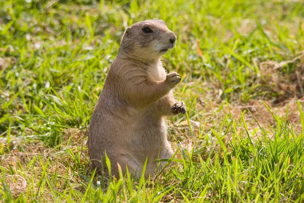 Prairie Dog Grassland Rodent — Stock Photo, Image
