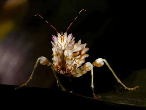 昆虫蚱蜢 蟋蟀虫 — 图库照片