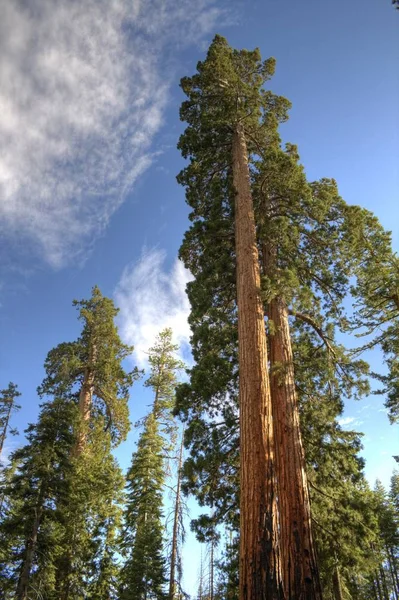 Sequoia Enorme Bomen Natuurfora — Stockfoto