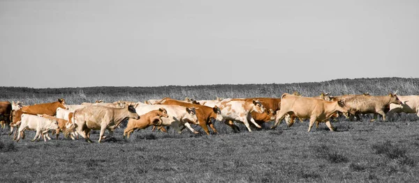 牧场上的家畜 — 图库照片