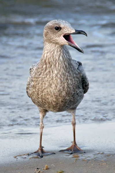 Scenic View Beautiful Bird Nature — Stock Photo, Image