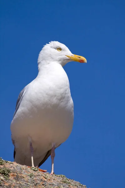 Vacker Utsikt Över Vacker Söt Mås Fågel — Stockfoto