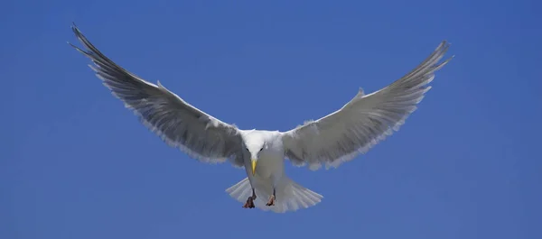 Schilderachtig Uitzicht Prachtige Meeuwenvogels Natuur — Stockfoto