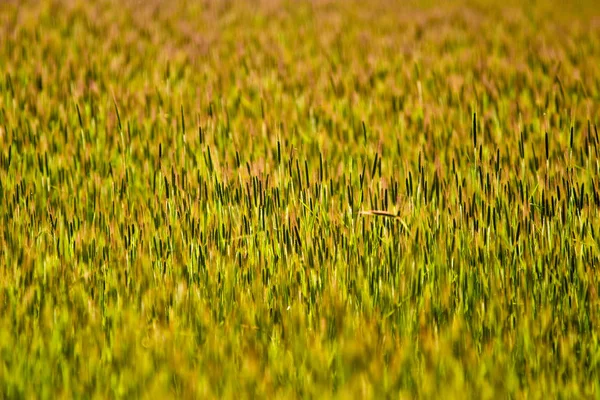 Campo Erba Verde Luce Solare — Foto Stock