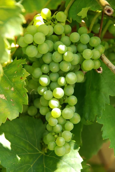 Виноград Растущий Винограднике — стоковое фото