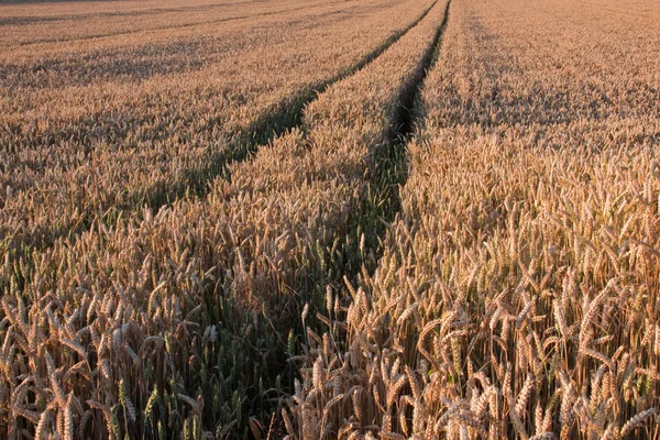 Campo Agricultura Trigo Campo — Fotografia de Stock