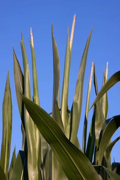 Beautiful Botanical Shot Natural Wallpaper — Stock Photo, Image