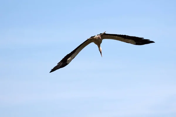 Scenic View Beautiful Stork Bird Nature — Stock Photo, Image