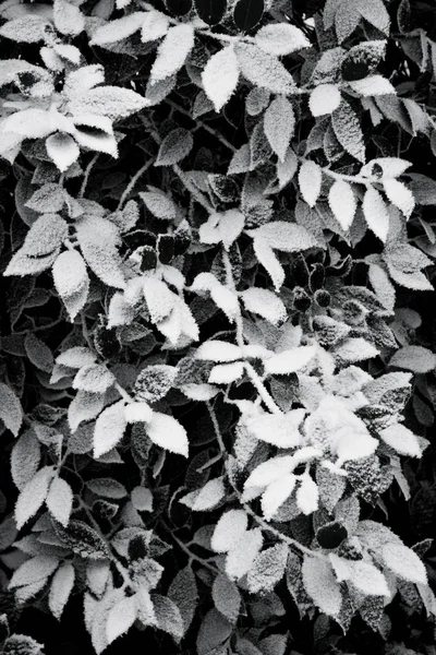 Bladeren Met Sneeuw Winter Zwart Wit — Stockfoto