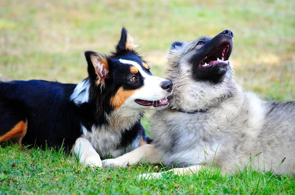 Unga Hundar Ligger Och Leker — Stockfoto