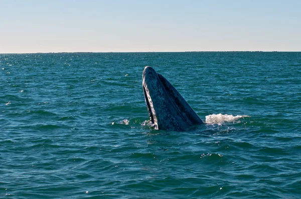 Fondo Pantalla Tema Marino Disparo Luz Del Día — Foto de Stock