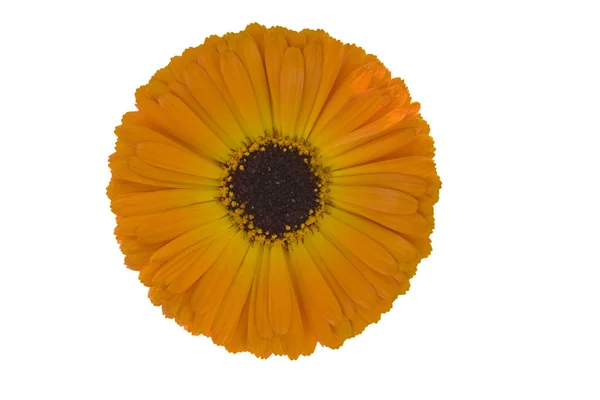 Calendula Officinalis Izolované Bílém — Stock fotografie