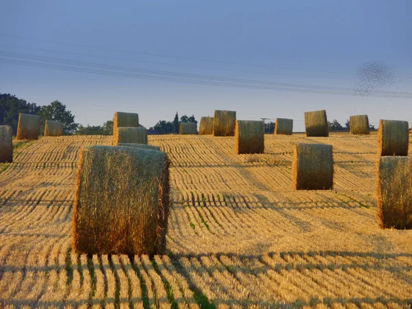 Autumn Harvest Selective Focus — Stock Photo, Image