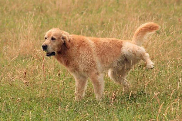 Golden Retriever Hund Auf Dem Feld — Stockfoto