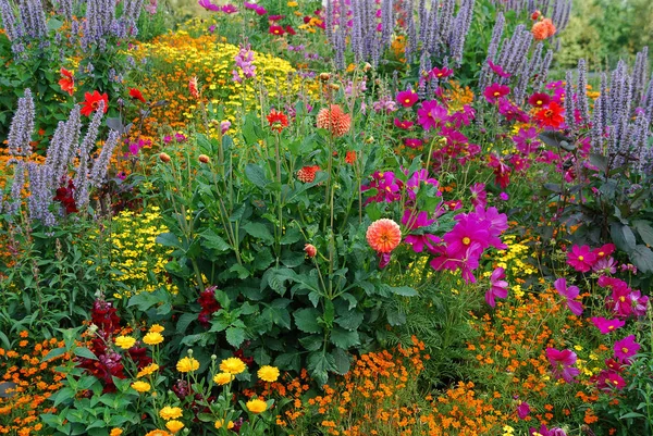 Flor Verão Botânica Flora — Fotografia de Stock