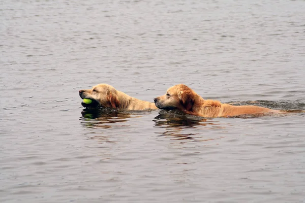 Las Carreras Perros Agua — Foto de Stock