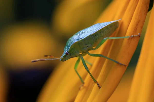 Nahaufnahme Von Wanzen Der Wilden Natur — Stockfoto