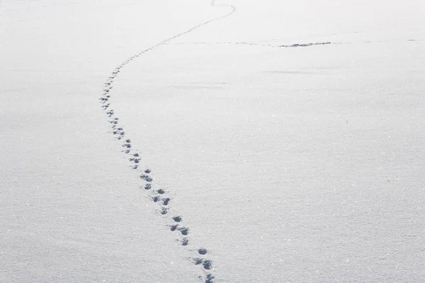 Trilhas Animais Neve — Fotografia de Stock