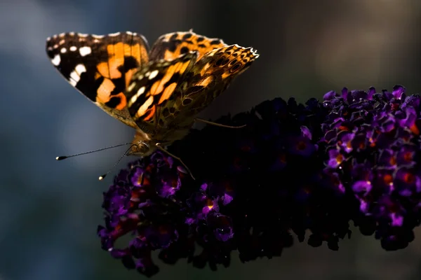 Βαμμένη Κυρία Θάμνο Πεταλούδα Καλοκαίρι — Φωτογραφία Αρχείου