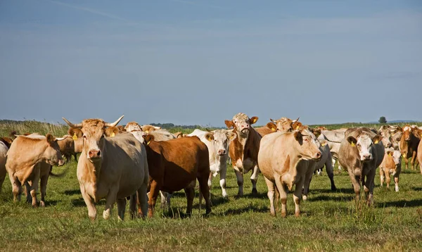 Vacas Paisaje Natural Enfoque Selectivo — Foto de Stock