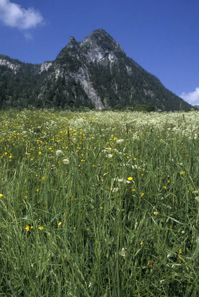 Alpinäng Och Berg — Stockfoto