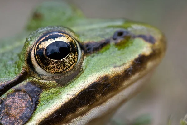 녹색먹을 수있는 개구리 개구리 개구리 — 스톡 사진