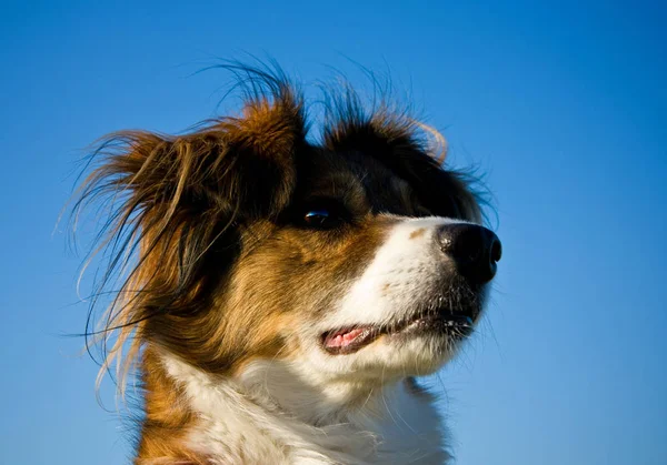 Olhar Atento Cão — Fotografia de Stock