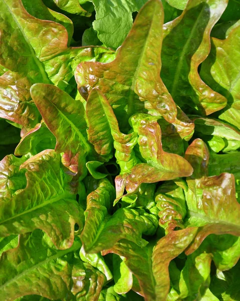 Alimentos Vegetarianos Não Cozidos Foco Seletivo — Fotografia de Stock