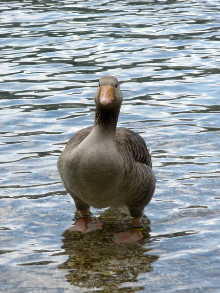 Festői Kilátás Gyönyörű Greylag Liba — Stock Fotó