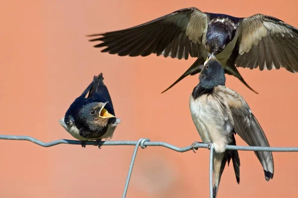 Vogelthema Malerischer Schuss — Stockfoto