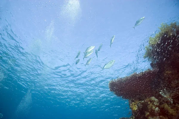 Altı Bitki Örtüsü Deniz Altı Mercan Balıklar — Stok fotoğraf