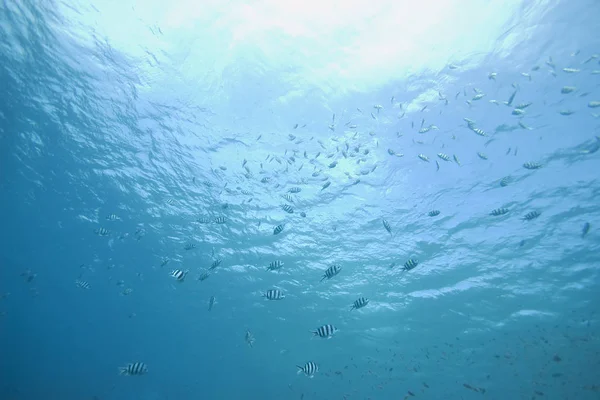 水中写真海での生活 — ストック写真