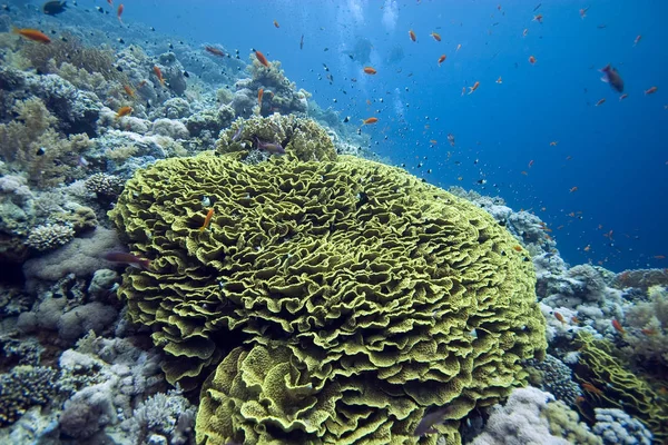 Vízi Növény Állatvilág Víz Alatti Tenger Korall Halak — Stock Fotó