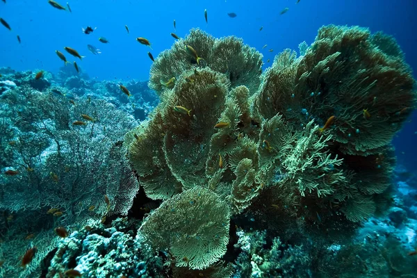 Flore Faune Aquatiques Sous Marins Coraux Poissons — Photo