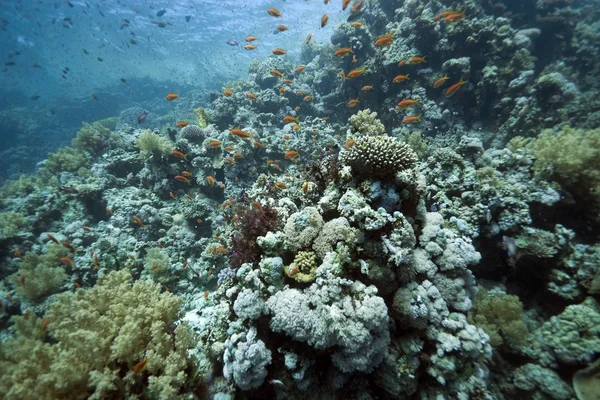 Flora Fauna Acquatiche Mare Sottomarino Corallo Pesci — Foto Stock