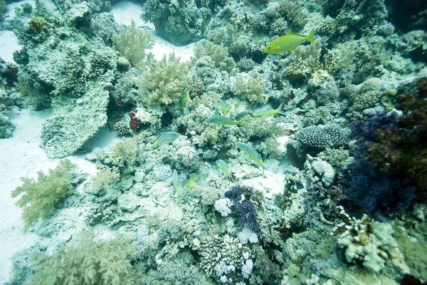 Aquatic Flora Fauna Sea Underwater Coral Fishes — Stock Photo, Image