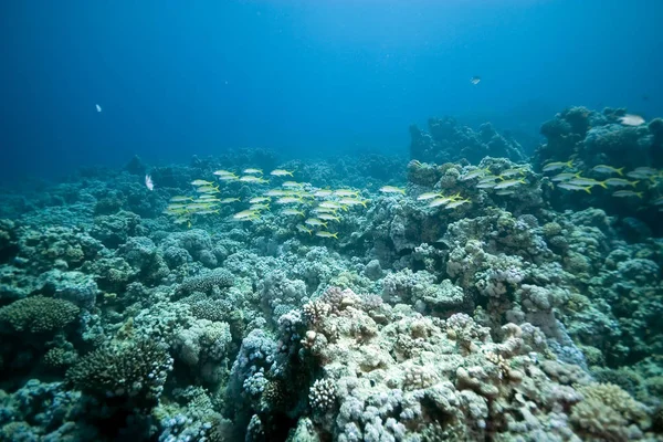 Altı Bitki Örtüsü Deniz Altı Mercan Balıklar — Stok fotoğraf