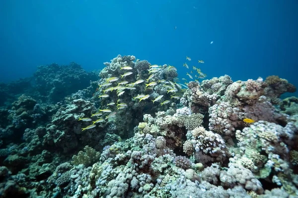 Flore Faune Aquatiques Sous Marins Coraux Poissons — Photo