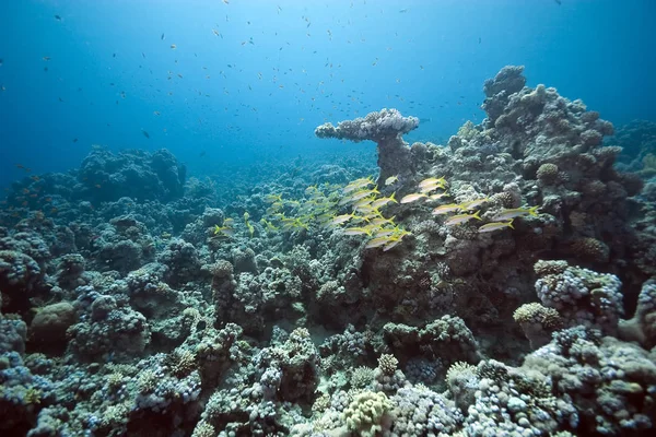 수중의 산호와 물고기 — 스톡 사진