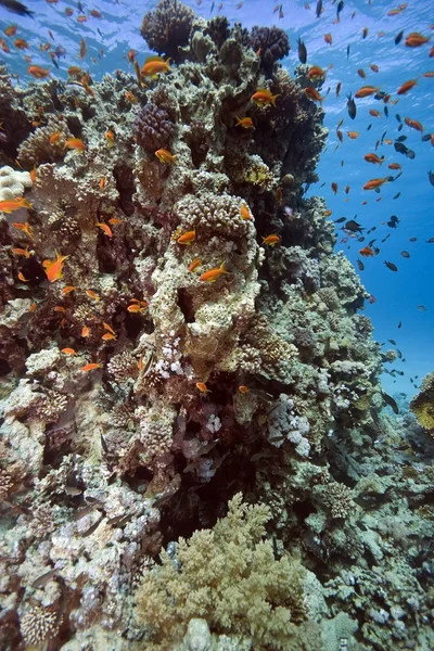 Водна Флора Фауна Море Під Водою Корали Риби — стокове фото