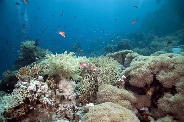 Kék Óceán Víz Alatt Korall Hal — Stock Fotó