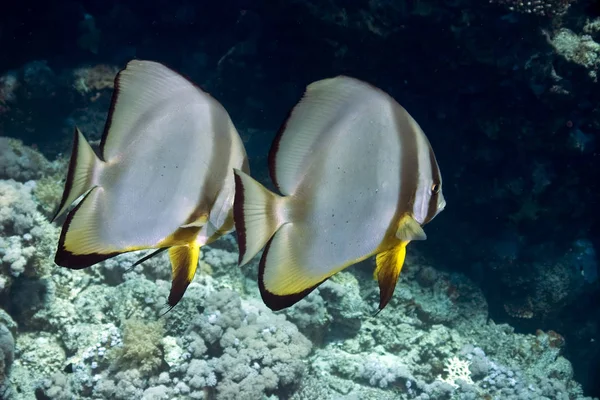 Underwater Photo Sea Life — Stock Photo, Image