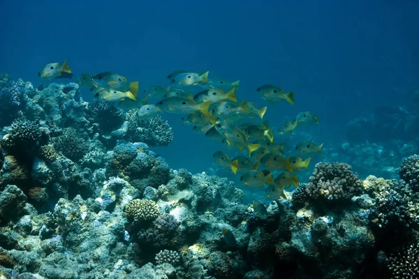 Коралові Одноточкові Змішувачі — стокове фото